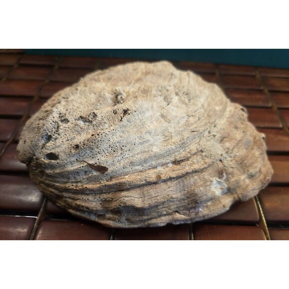 Red Abalone Shell Mother  Pearl Natural Seashell 7"x5"x1.5" - Picture 5 of 6